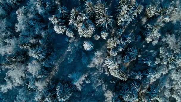 Aerial View Magical Morning Light Wild Coniferous Forest Canada — Vídeo de Stock