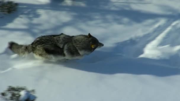 Aerial View Northwestern Wolf Canis Lupus Occidentalis Finding Tracks Trails — стокове відео