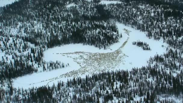 Aerial View Herd Boreal Woodland Caribou Rangifer Tarandus Caribou Seeking — Vídeos de Stock