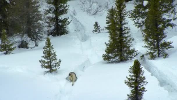 Close Northwestern Wolf Canis Lupus Occidentalis Finding Tracks Trails Caribou — стокове відео