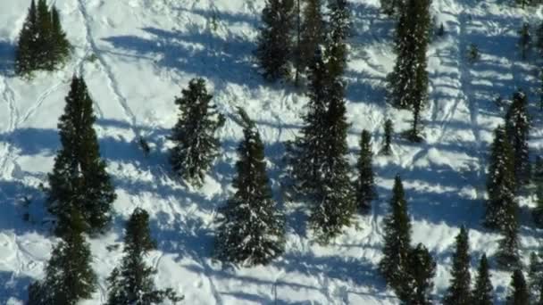 Aerial View Northwestern Wolf Canis Lupus Occidentalis Finding Tracks Trails — Stock Video