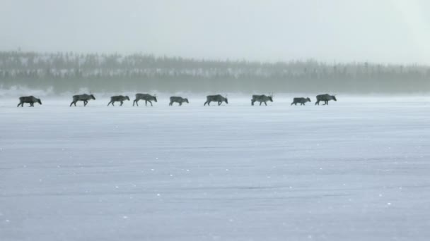 Herd Boreal Woodland Caribou Rangifer Tarandus Caribou Seeking Food Shelter — стоковое видео