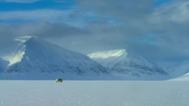Πολική Αρκούδα Ursus Maritimus Περπατώντας Στην Περιοχή Svalbard Αναζητώντας Τροφή — Αρχείο Βίντεο