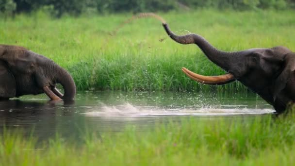 Elephants Seeking Food Marshes Sri Lanka — стоковое видео