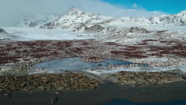 Aerial View Colony Adelie Penguins Resting Breeding Gravel Mounds Penguins — Stock videók