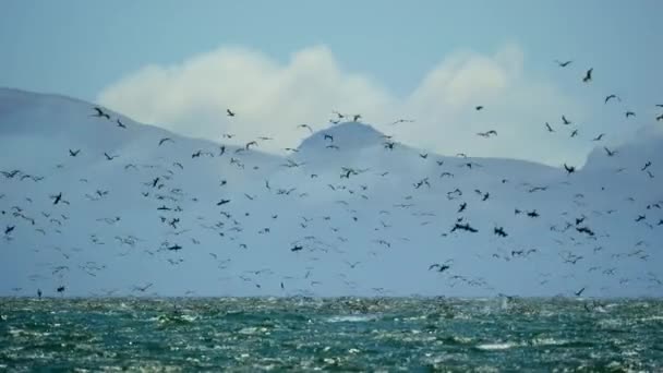 Huge Flock Cormorants Boobies Other Seabirds Feeding Frenzy Dive Swim — Stok Video