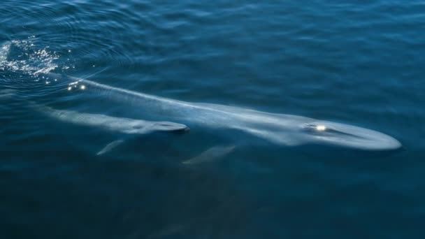 Aerial View Two Sperm Whales Swimming Slow Motion Ocean Terceira — Video