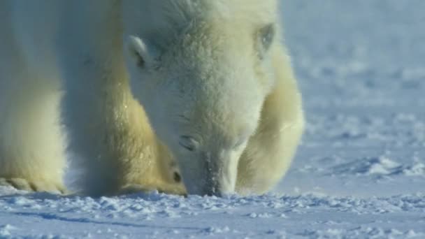 Kutup Ayısı Ursus Maritimus Svalbard Bölgesinde Yiyecek Kutup Denizi Svalbard — Stok video