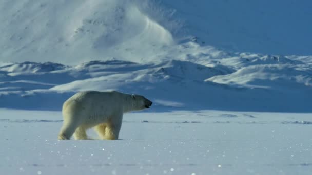 Isbjörn Ursus Maritimus Vandrar Svalbard Området Och Söker Föda Norra — Stockvideo
