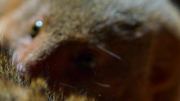 Beyaz Karınca Tepeciğinde Yaşayan Sıradan Bir Cüce Firavun Faresi Sürüsünün — Stok video