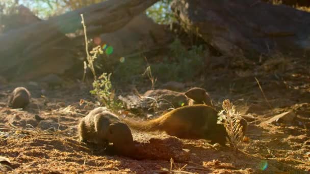 Common Dwarf Mongoose Helogale Parvula 在南非的非洲稀树草原寻找食物 — 图库视频影像
