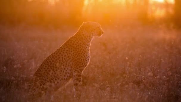 Гепард Против Захода Солнца Африканской Саванны Танзании — стоковое видео
