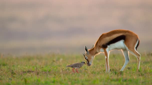 Crowned Lapwing Vanellus Coronatus Crowned Plover Protect Her Eggs Gazelle — Stock Video
