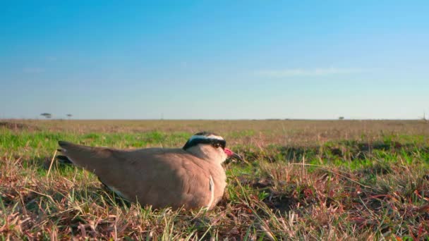 Kronenkiebitz Vanellus Coronatus Oder Regenpfeifer Auf Grasland Afrikanische Savanne Südafrika — Stockvideo