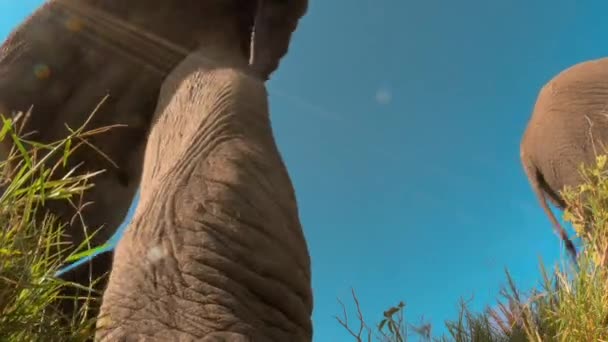 Pod Pohledem Stáda Afrických Slonů Kráčejících Stezce Africké Savaně Tanzanii — Stock video