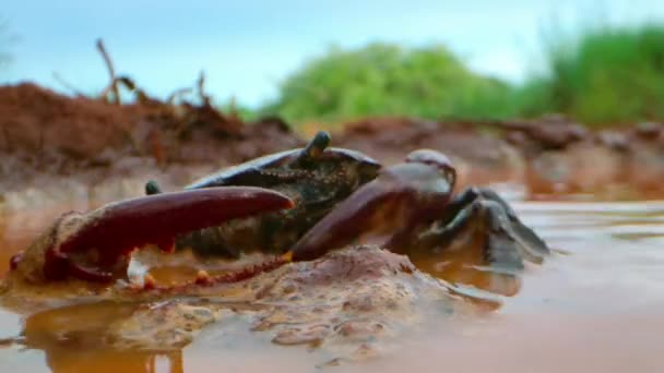 Närbild Krabba Lera Afrikansk Savann Sydafrika — Stockvideo