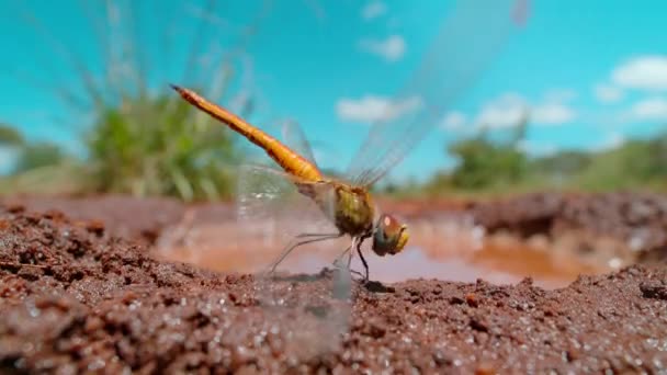 Slow Motion Dragonfly Opstijgen Vanaf Grond Afrikaanse Savanne Zuid Afrika — Stockvideo