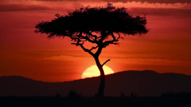 Afrika Ovasında Gün Doğumunun Zamanı Akasya Ağacı Planda Güneş Işığına — Stok video