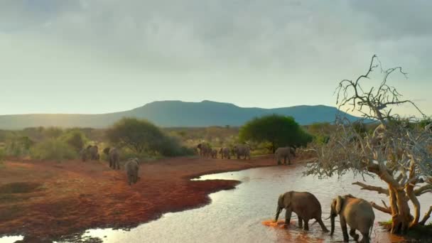 Vista Aérea Uma Manada Elefantes Africanos Caminhando Caminho Savana Africana — Vídeo de Stock