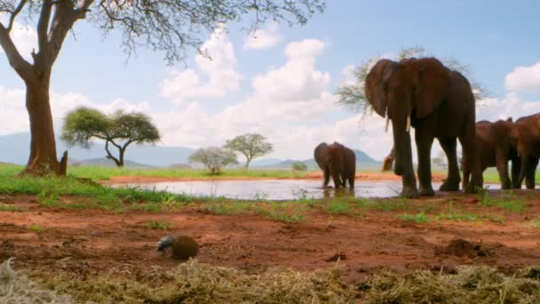 Utsöndringskula Rullad Dyngbagge Marken Afrikansk Savann Tanzania — Stockvideo