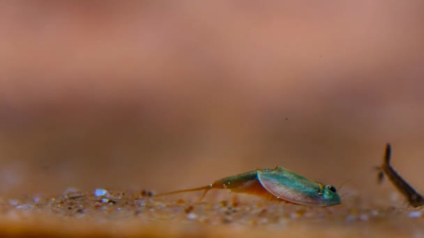 Kurbağa Yavrusu Karidesinin Triops Cancriforis Sığ Bir Havuzda Yüzme Afrika — Stok video