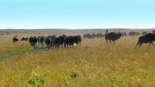 Gnu Alias Gnu Huge Herg Wandert Auf Grasland Der Afrikanischen — Stockvideo