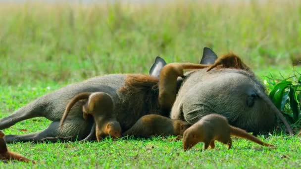 Close Common Dwarf Mongoose Helogale Parvula Grooming Eating Ticks Warthog — Vídeo de Stock