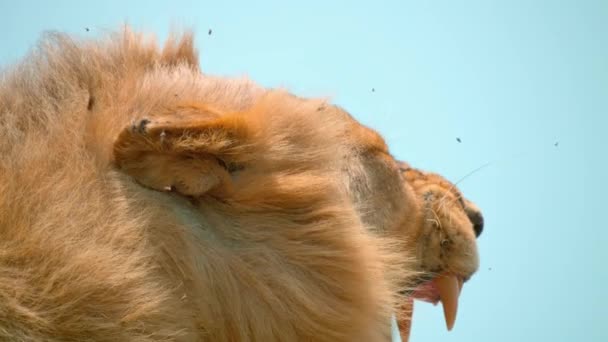 Leul Sex Masculin Coama Creștere Fața Acoperită Muște Își Scutură — Videoclip de stoc