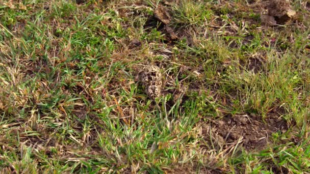 Crowned Lapwing Vanellus Coronatus Στέφθηκε Plover Chick Λιβάδια Αφρικανική Σαβάνα — Αρχείο Βίντεο