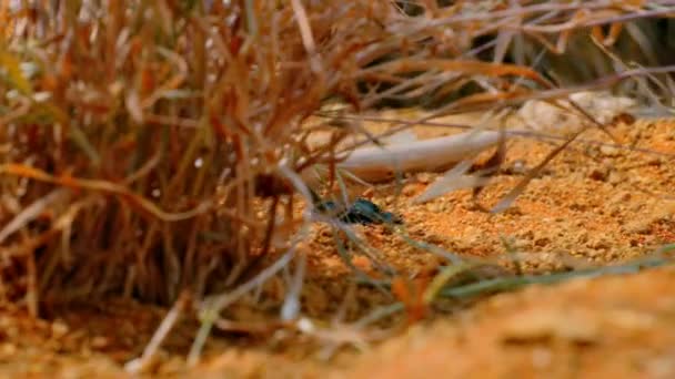Close Dung Beetle Ground African Savanna Tanzania — Stock Video