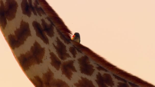 Zbliżenie Żółtodzioby Buphagus Africanus Odrywające Owady Pasożyty Ciele Żyrafy Rezerwacie — Wideo stockowe