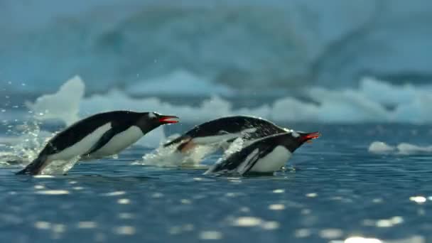 Movimiento Lento Pingüinos Gentoo Pygoscelis Papua Nadando Superficie Saliendo Del — Vídeos de Stock