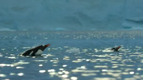 Pinguini Gentoo Rallentatore Pygoscelis Papua Che Nuotano Superficie Che Escono — Video Stock