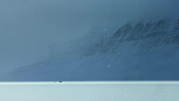 Polar Bear Cubs Ursus Maritimus Walking Svalbard Area Searching Food — Vídeos de Stock