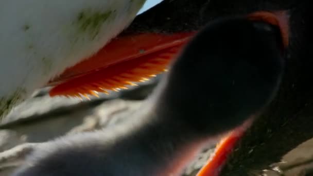 Közelkép Gentoo Penguin Pygoscelis Papua Etető Csirkéről Antarktisz Félsziget Antarktisz — Stock videók