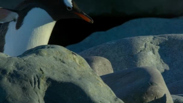 海とその営巣地南極につながる ペンギンハイウェイ に沿って歩くジェンツーペンギン Pygoscelis Papua — ストック動画