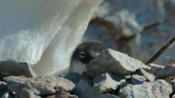 Κοντινό Πλάνο Του Gentoo Penguin Pygoscelis Papua Ταΐζοντας Νεοσσούς Ανταρκτική — Αρχείο Βίντεο