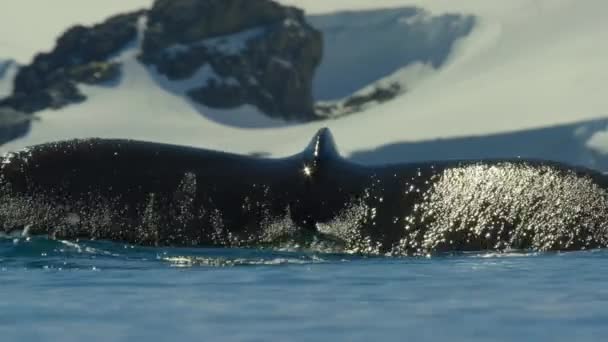 ザトウクジラ Megaptera Novaeangliae の尾は 南極半島 南極の下に潜る際に水を流しています スローモーション — ストック動画