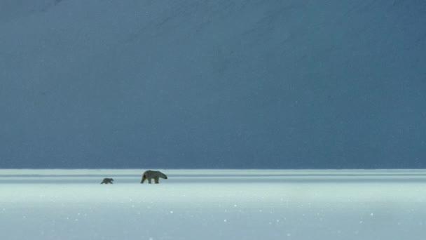 Polar Bear Cubs Ursus Maritimus Walking Svalbard Area Searching Food — 비디오