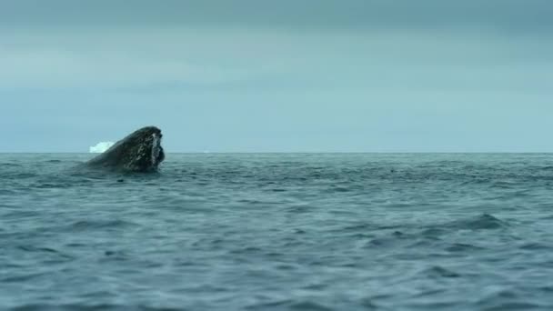Slow Motion Humpback Whales Megaptera Novaeangliae Feeding Swarm Krill Antarctica — Stock Video