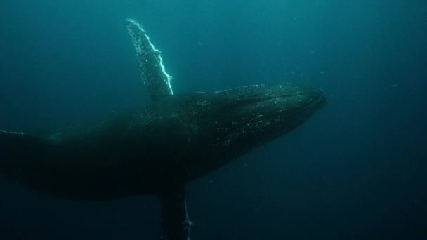 Primer Plano Ballenas Jorobadas Megaptera Novaeangliae Nadando Bajo Agua Antártida — Vídeo de stock