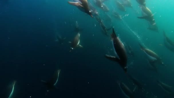 Close Van Gentoo Penguin Pygoscelis Papua Zwemmen Duiken Onder Water — Stockvideo