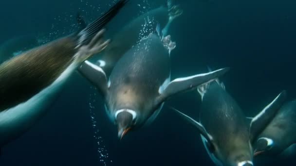 Κοντινό Πλάνο Του Gentoo Penguin Pygoscelis Papua Κολύμπι Και Καταδύσεις — Αρχείο Βίντεο
