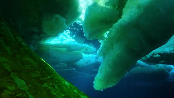 Sob Gelo Mar Algas Crescem Presas Dentro Gelo Luzes Filtram — Vídeo de Stock