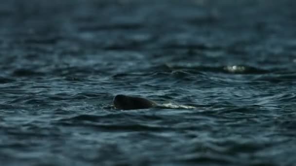 Αργή Κίνηση Μιας Ομάδας Φαλαινών Δολοφόνων Orcinus Orca Που Κυνηγούν — Αρχείο Βίντεο