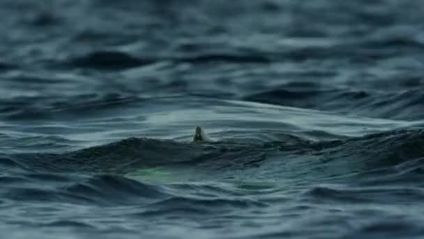 Zpomalení Plavání Průnik Velryb Orcinus Orca Hladině Přírodního Stanoviště Oceánské — Stock video