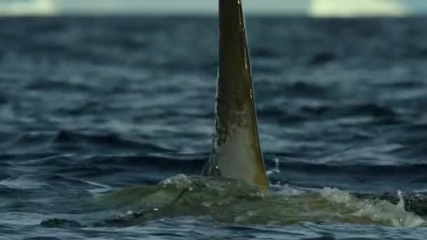 Movimento Lento Baleias Assassinas Orcinus Orca Nadando Rompendo Superfície Água — Vídeo de Stock
