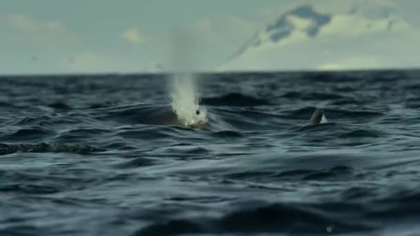 海洋性水生生物生息地南極の表面でのキラークジラ Orcinus Orca の水泳と破壊の遅い動き — ストック動画