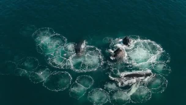座头鲸的慢动作是用一种叫做 气泡网觅食 的技术一起觅食的 在这种技术中 通常是孤独寂寞的猎食动物聚集在一起捕捉南极洲 空中录像 — 图库视频影像