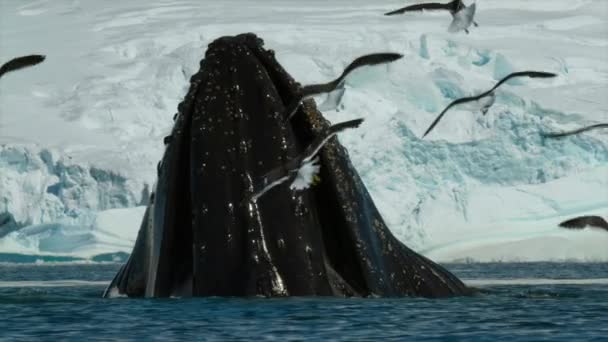 Movimiento Lento Ballenas Jorobadas Megaptera Novaeangliae Alimentando Enjambre Krill Antártida — Vídeos de Stock